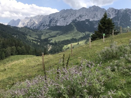 Vorschaubild 67 vom Album Musi-Ausflug nach Schwoich in Tirol